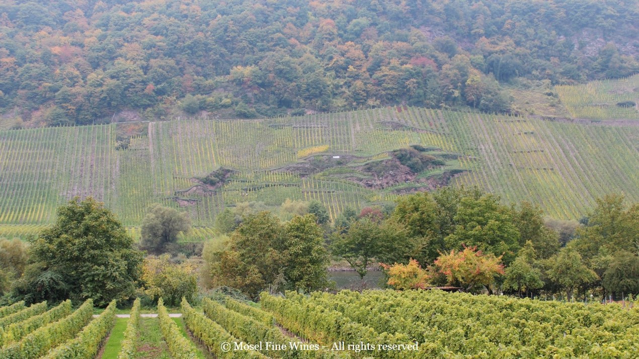 Vineyard Photo |Reiler Mullay-Hofberg | Mosel