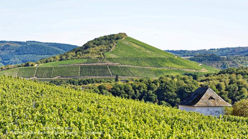 Scharzhofberger | Vineyard | Weinberg | Terroir | Picture | Bild