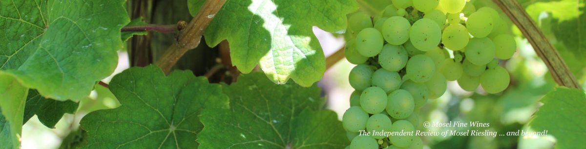 2024 Vintage Report | Mosel | Riesling | Wine | Picture