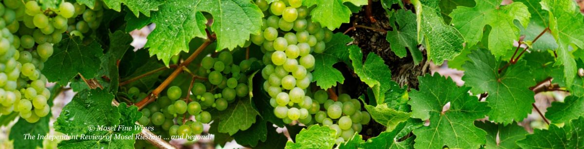 2025 Vintage Report | Mosel | Riesling | Wine | Picture